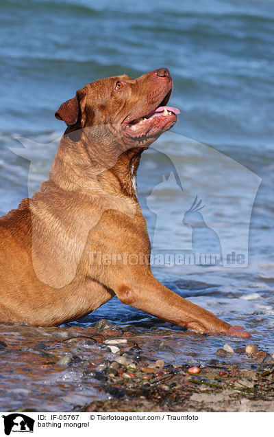 badender Bordeaux-Doggen-Mix / bathing mongrel / IF-05767