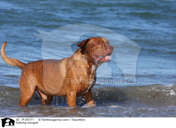 badender Bordeaux-Doggen-Mix / bathing mongrel / IF-05771