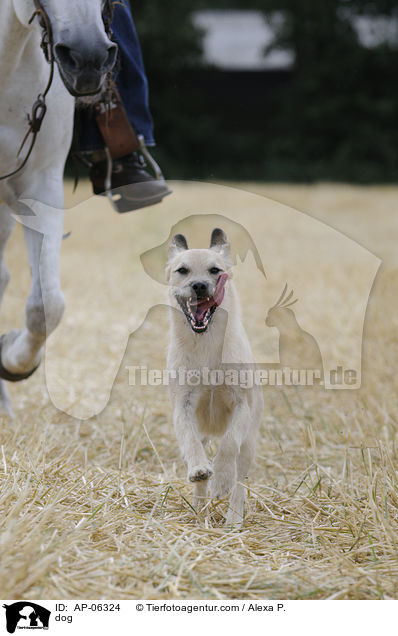 Reitbegleithund / dog / AP-06324