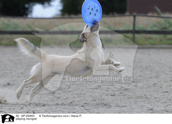 spielender Mischling / playing mongrel / AP-06463