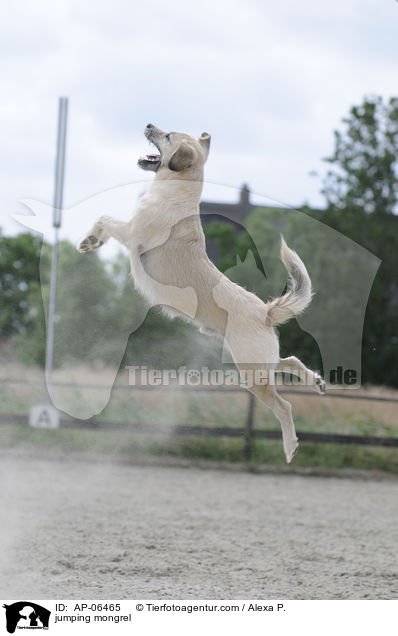springender Mischling / jumping mongrel / AP-06465