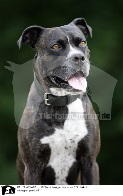 Cane-Corso-Mischling Portrait / mongrel portrait / DJ-01481