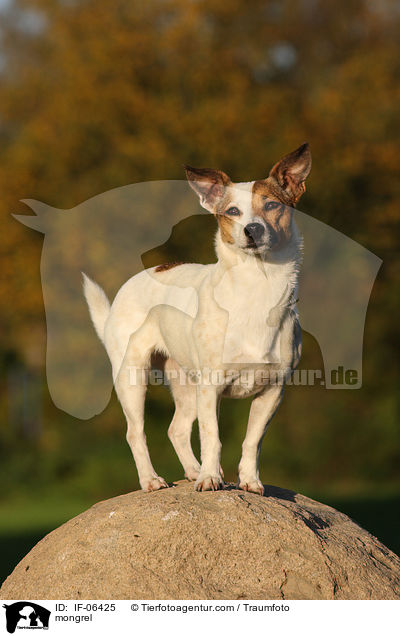 Jack-Russel-Mix / mongrel / IF-06425
