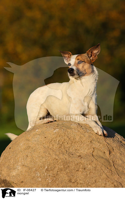 Jack-Russel-Mix / mongrel / IF-06427