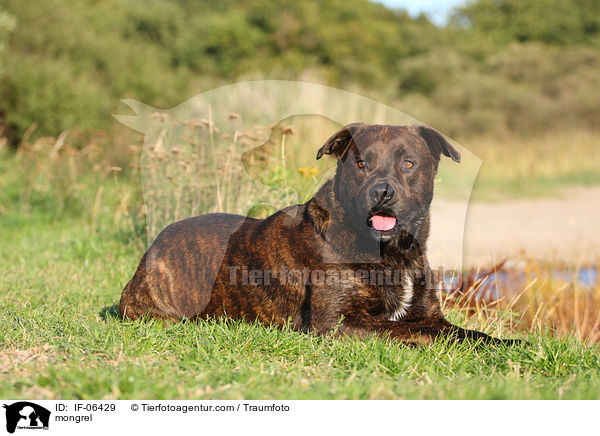 Staffordshire-Mix / mongrel / IF-06429