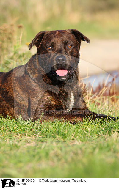 Staffordshire-Mix / mongrel / IF-06430