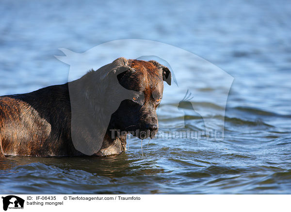 badender Staffordshire-Mix / bathing mongrel / IF-06435