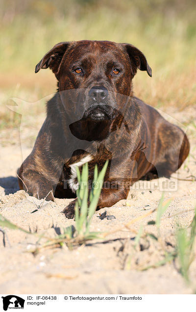 Staffordshire-Mix / mongrel / IF-06438