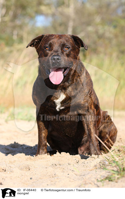 Staffordshire-Mix / mongrel / IF-06440