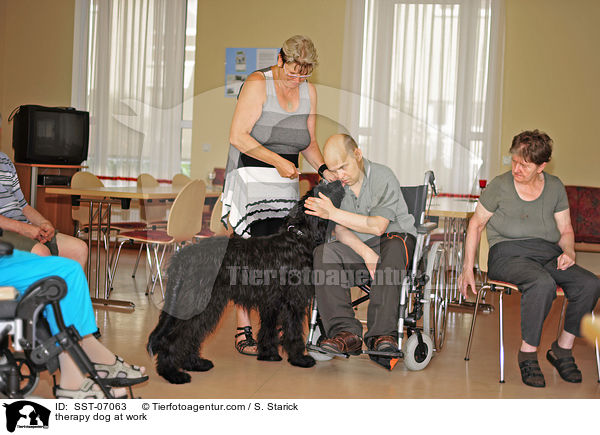 Therapiehund im Einsatz / therapy dog at work / SST-07063