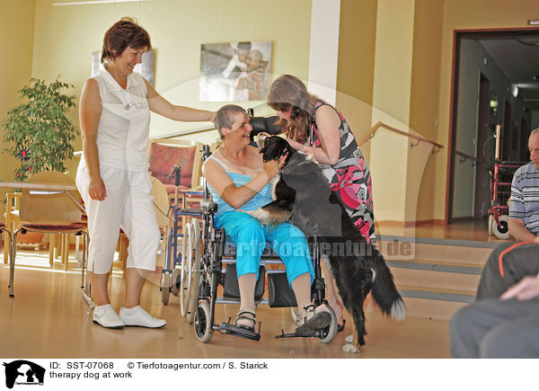 Therapiehund im Einsatz / therapy dog at work / SST-07068