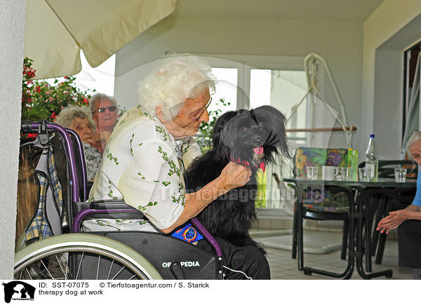 Therapiehund im Einsatz / therapy dog at work / SST-07075