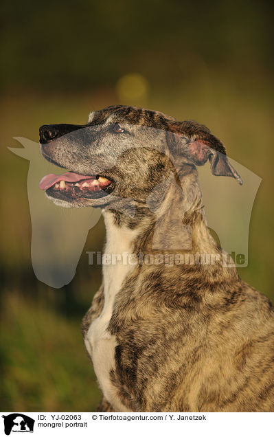 Mischling Portrait / mongrel portrait / YJ-02063