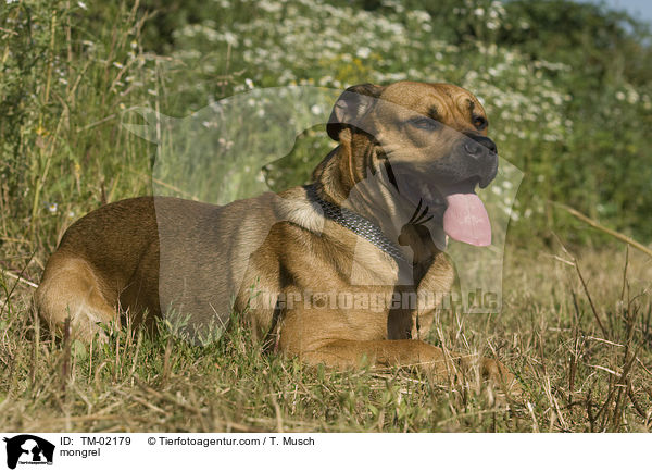 Doggen-Schferhund-Mix / mongrel / TM-02179