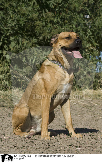 Doggen-Schferhund-Mix / mongrel / TM-02182