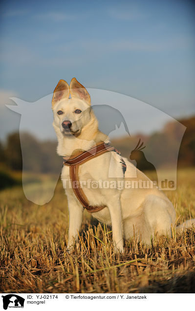 Mischling / mongrel / YJ-02174