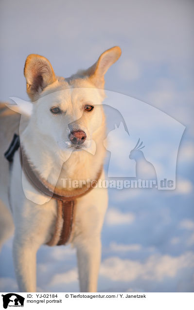 Mischling Portrait / mongrel portrait / YJ-02184