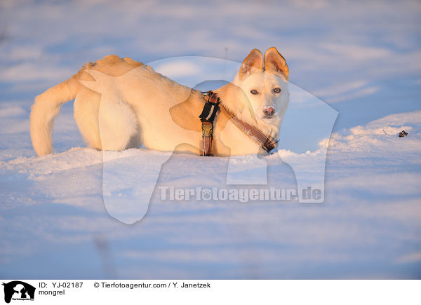 Mischling / mongrel / YJ-02187