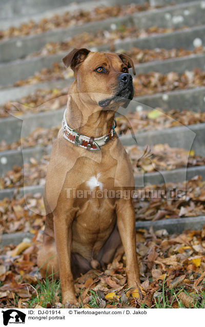 Boxer-Mix Portrait / mongrel portrait / DJ-01914