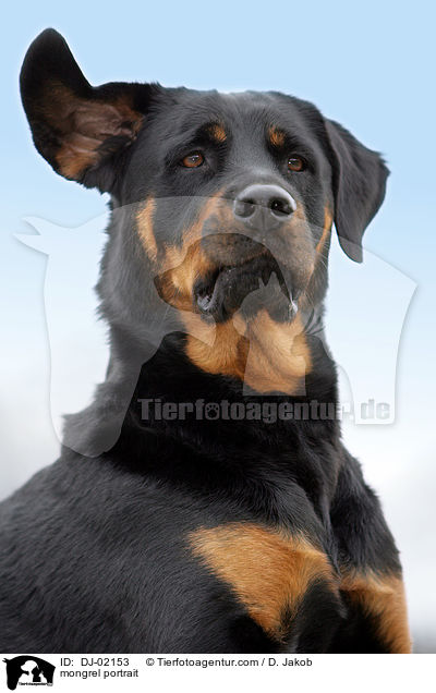 Rottweiler-Mix Portrait / mongrel portrait / DJ-02153