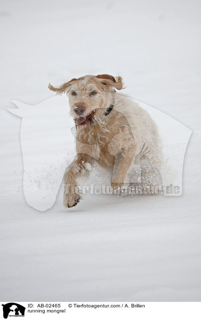rennender Mischling / running mongrel / AB-02465