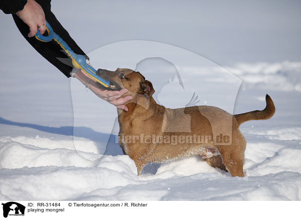 spielender Mischling / playing mongrel / RR-31484