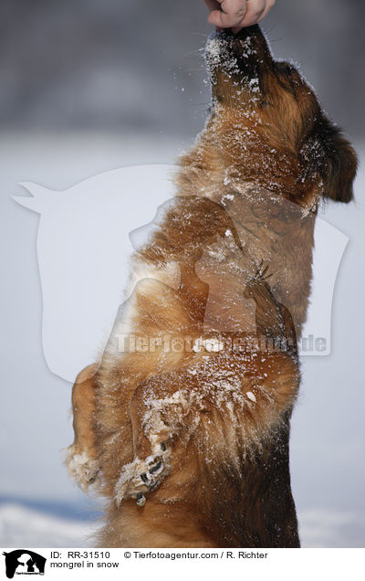 Mischling im Schnee / mongrel in snow / RR-31510