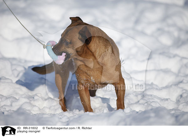 spielender Mischling / playing mongrel / RR-31602