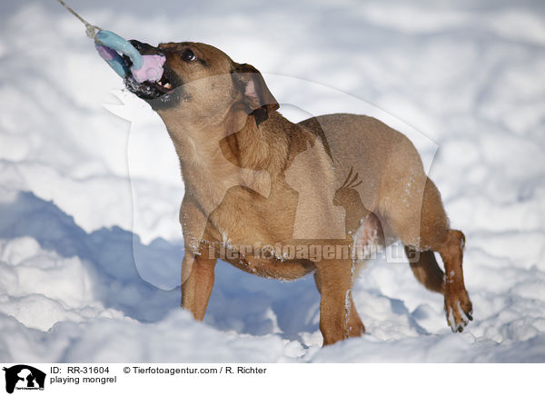 spielender Mischling / playing mongrel / RR-31604