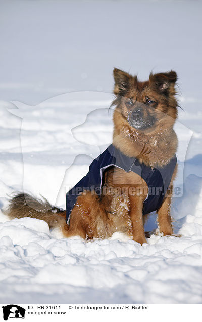 Mischling im Schnee / mongrel in snow / RR-31611
