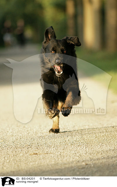 rennender Golden-Retriever-Mix / running mongrel / BS-04201