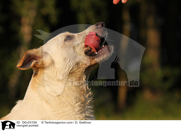 Mischling Portrait / mongrel portrait / DG-03158