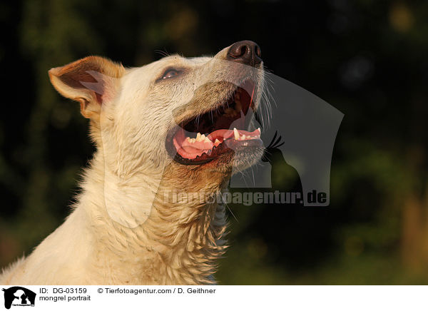 Mischling Portrait / mongrel portrait / DG-03159
