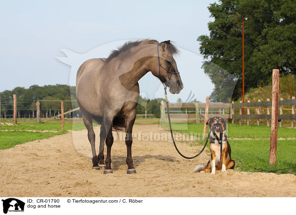 Border-Mix und Pferd / dog and horse / CR-01790