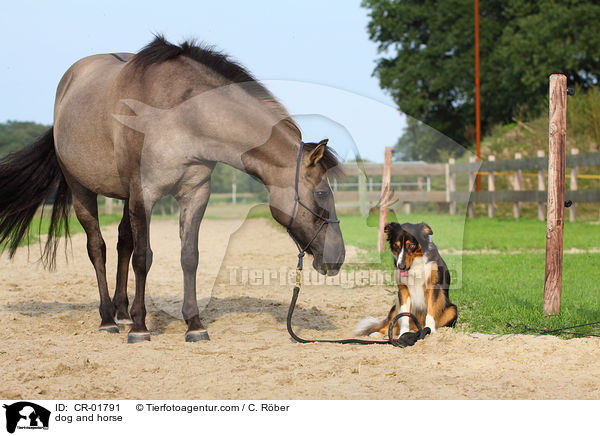 Border-Mix und Pferd / dog and horse / CR-01791