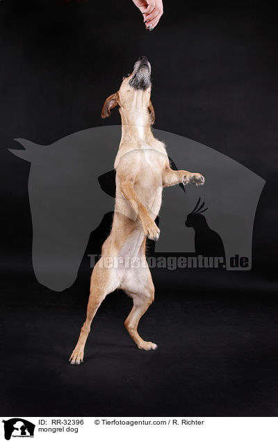 Mischlingshund / mongrel dog / RR-32396