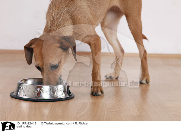 fressender Hund / eating dog / RR-32419