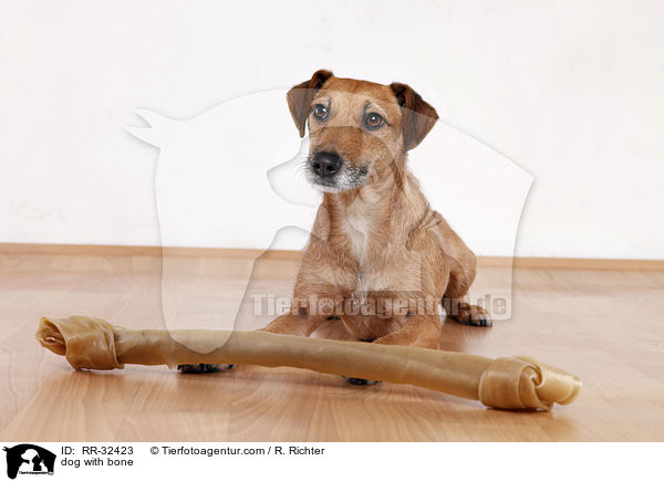Hund mit Kauknochen / dog with bone / RR-32423
