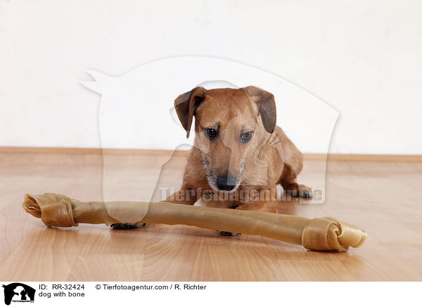 Hund mit Kauknochen / dog with bone / RR-32424