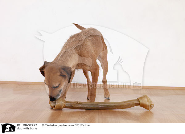 Hund mit Kauknochen / dog with bone / RR-32427