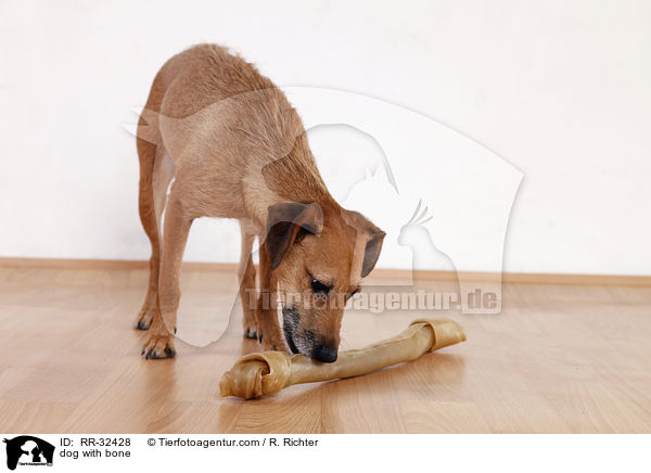 Hund mit Kauknochen / dog with bone / RR-32428