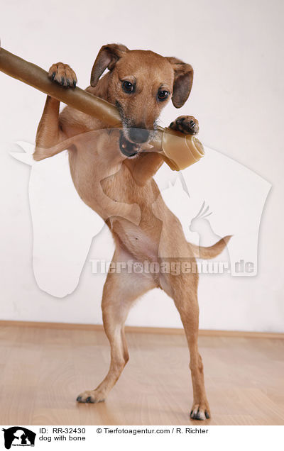Hund mit Kauknochen / dog with bone / RR-32430