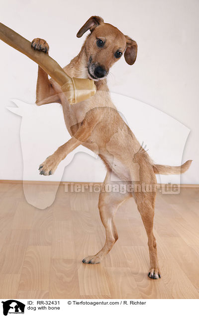 Hund mit Kauknochen / dog with bone / RR-32431