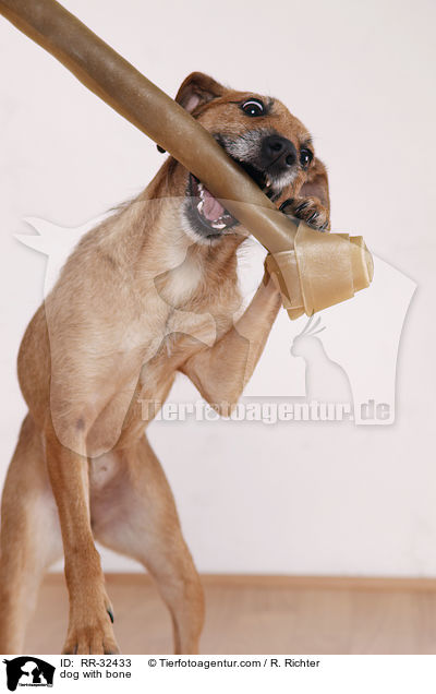 Hund mit Kauknochen / dog with bone / RR-32433