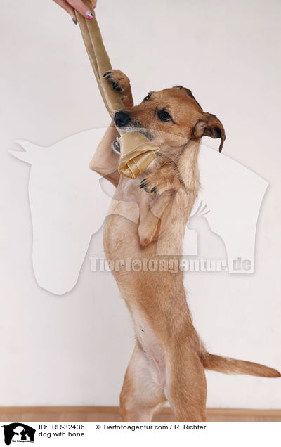 Hund mit Kauknochen / dog with bone / RR-32436