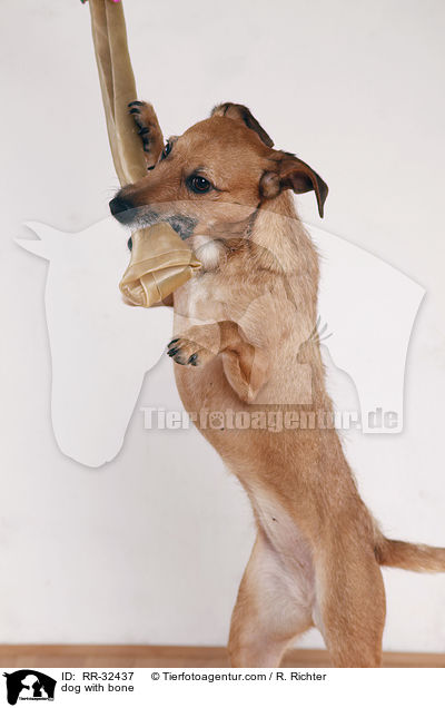 Hund mit Kauknochen / dog with bone / RR-32437