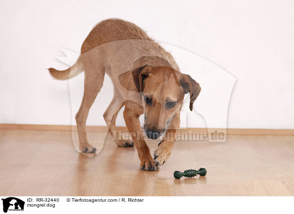 Mischling Hund / mongrel dog / RR-32440