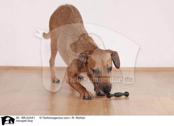 Mischling Hund / mongrel dog / RR-32441