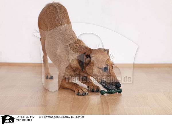 Mischling Hund / mongrel dog / RR-32442
