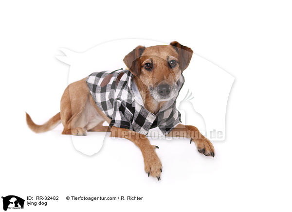 liegender Hund / lying dog / RR-32482